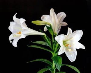 easter-lily