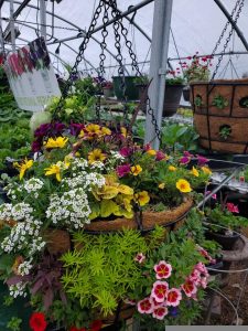 garden-show-hanging-basket