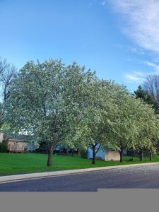 heather-nursery-tree