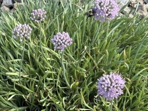 plant-of-week-thrifty